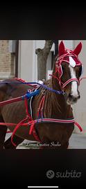Cavallo