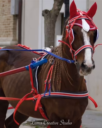 Cavallo