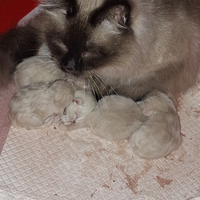 Siamese