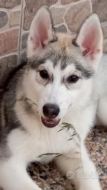 Incantevole cucciola di Siberian Husky