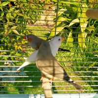 Bengalini/diamantini