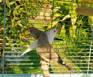 Bengalini/diamantini