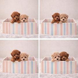 Barboncini mini toy subito disponibili