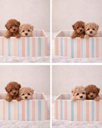 Barboncini mini toy subito disponibili