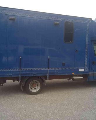 IVECO Daily 35C12 2.3 Hpi Trasporto Cavalli Pate