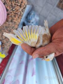 Cardellina