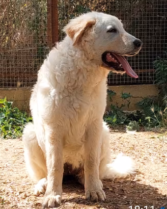 Cucciolona