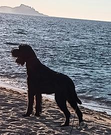schnauzer gigante nero