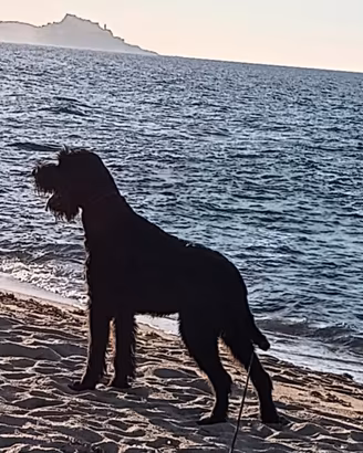 schnauzer gigante nero