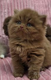 British longhair cinnamon