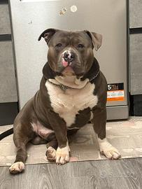 Cane American Bully