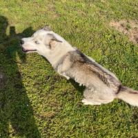 Husky Siberiano maschio di 2 anni