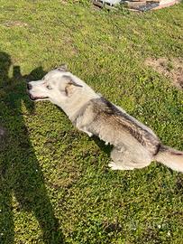 Husky Siberiano maschio di 2 anni