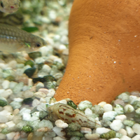 Lumachine Melanoides