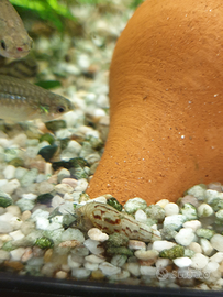 Lumachine Melanoides