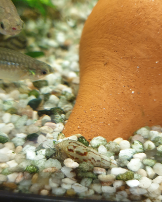 Lumachine Melanoides