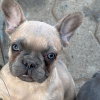 Bulldog francese
