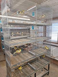 batteria di gabbie borgovit 