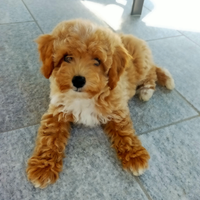 Barboncino Toy per accoppiamento