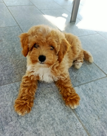 Barboncino Toy per accoppiamento