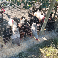 Galli varie razze e mix da mensa