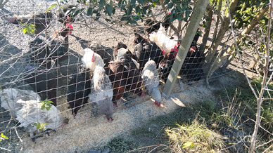 Galli varie razze e mix da mensa