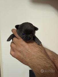 Chihuahua pedigree Enci