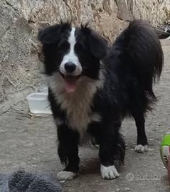 Mix Border 1anno(adoz.del cuore)e amico 5mesiNUORO