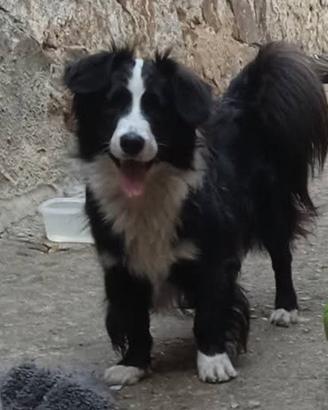 Mix Border 1anno(adoz.del cuore)e amico 5mesiNUORO
