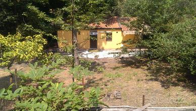 Casa nel bosco con terreno