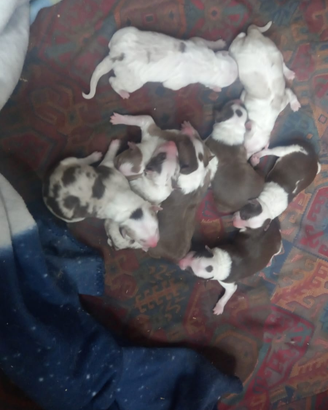 Cuccioli pastore Australiano e border collie