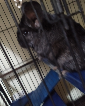 Cincilla
