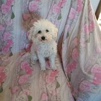 Barboncino bianco Maschio di 4 mesi con i Vaccini