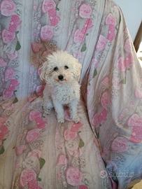 Barboncino bianco Maschio di 4 mesi con i Vaccini