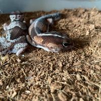 Fat Tail geco coda grassa Africano