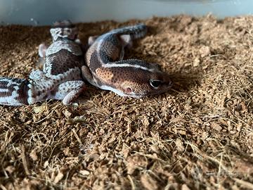 Fat Tail geco coda grassa Africano