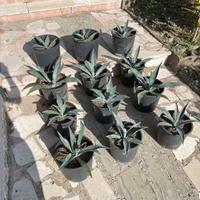 Pianta grassa Agave