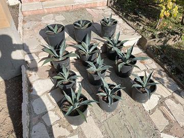 Pianta grassa Agave