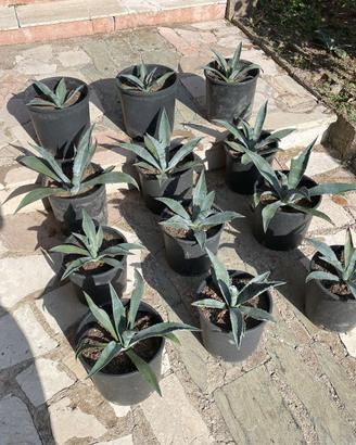 Pianta grassa Agave