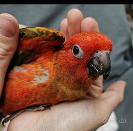 Pulli da imbecco di caicco testa arancio e conuri