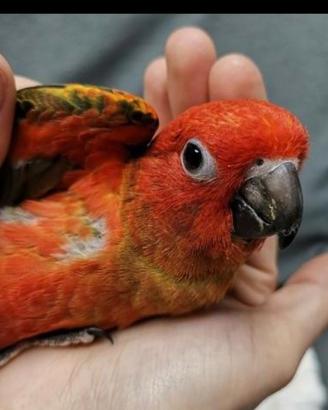 Pulli da imbecco di caicco testa arancio e conuri