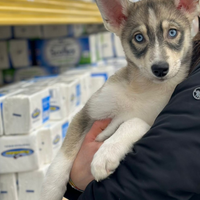 Cuccioli siberian husky