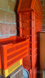 Cassette in plastica per uva