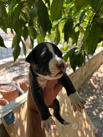 Cani pitbull