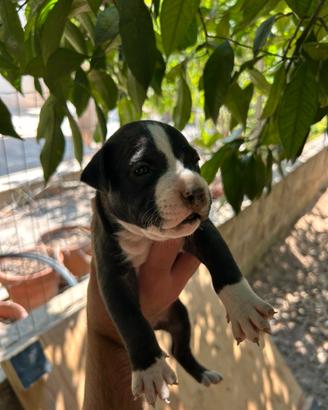 Cani pitbull