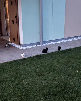 Cuccioli di gatto