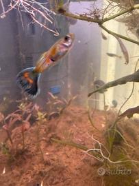 Guppy