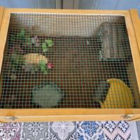Terrario per tartaruga