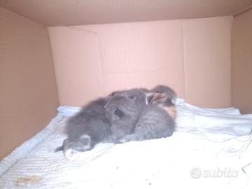 Gatti piccoli
