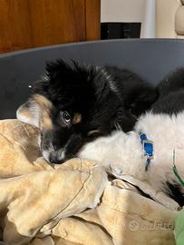 Cucciole pastore australiano